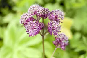 astrantia maj. 'primadonna' P11