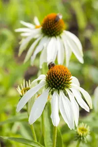 echinacea purp. 'primadonna white' P9