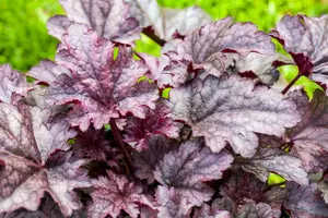 heuchera hybr. 'wild rose'® P9