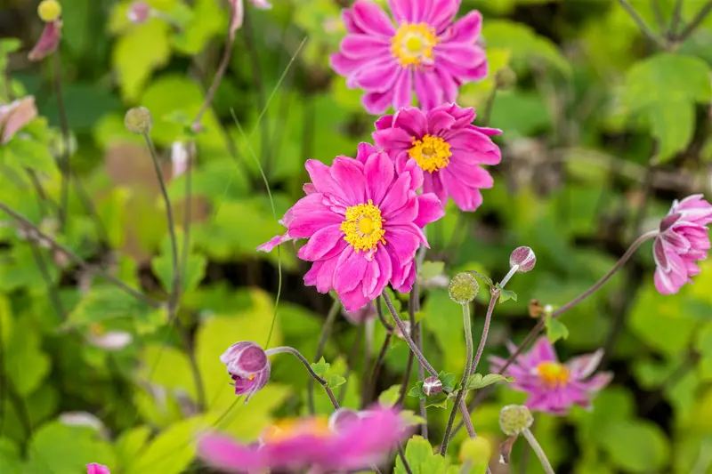 anemone hup. 'prinz heinrich' P10.5 - afbeelding 1