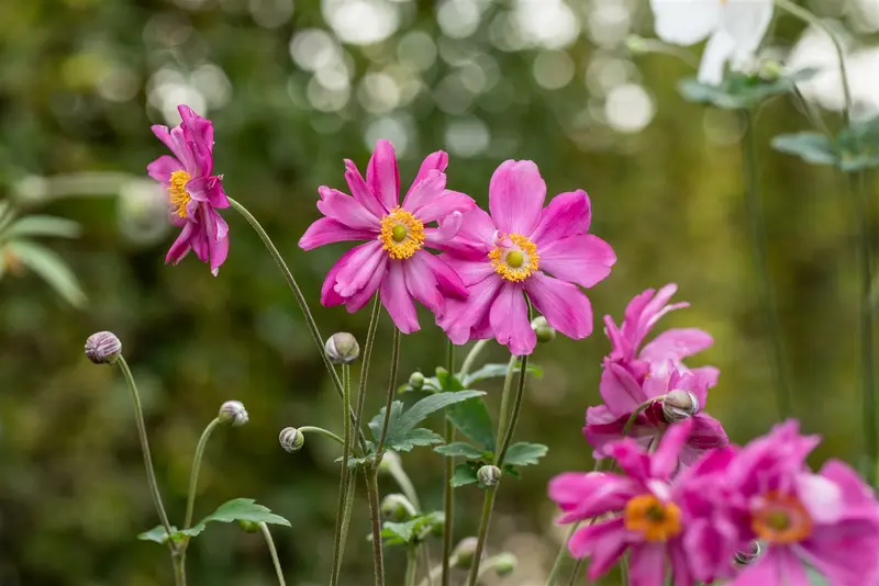 anemone hup. 'prinz heinrich' P10.5 - afbeelding 3