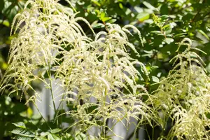 astilbe (t) 'prof. van der wielen' P9