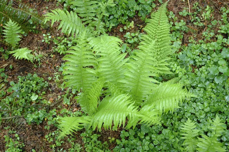 polystichum set. 'proliferum' P9