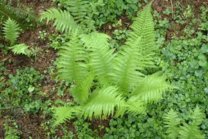 polystichum set. 'proliferum' P9