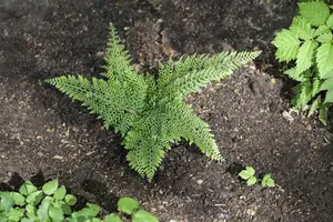 polystichum set. 'herrenhausen' P11 - afbeelding 1