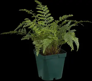 polystichum set. 'herrenhausen' P11 - afbeelding 2