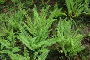 polystichum set. 'herrenhausen' P9 - afbeelding 3