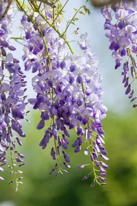 wisteria sin. 'prolific' ( 'boskoop') (120-140 cm) - afbeelding 2