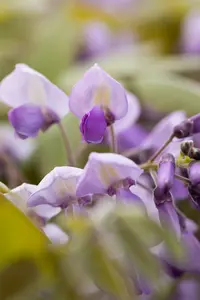 wisteria sin. 'prolific' ( 'boskoop') (120-140 cm) - afbeelding 5