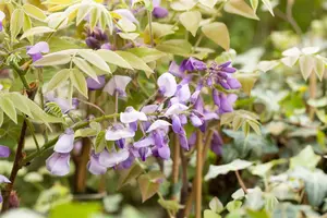 wisteria sin. 'prolific' ( 'boskoop') (120-140 cm) - afbeelding 3