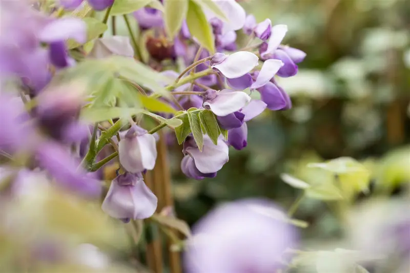 wisteria sin. 'prolific' ( 'boskoop') (120-140 cm) - afbeelding 4