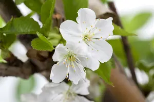 prunus av. (kersen/cerisiers) 20/25 - afbeelding 4