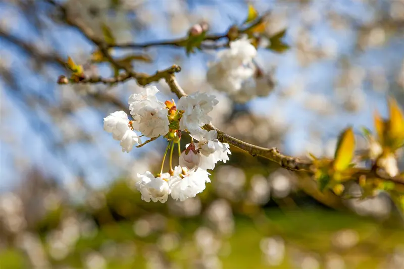 prunus av. 'plena' 20/25 - afbeelding 5