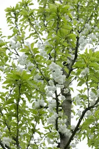 prunus av. 'plena' 8/10 - afbeelding 1