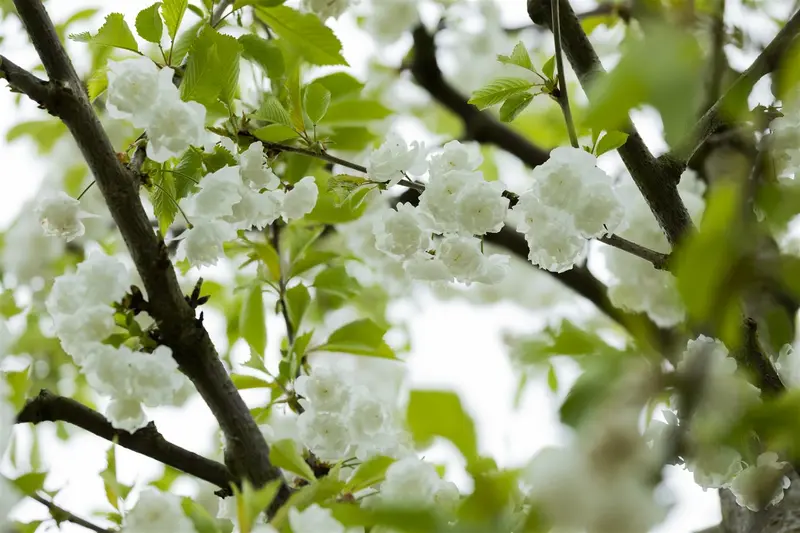 prunus av. 'plena' 8/10 - afbeelding 4