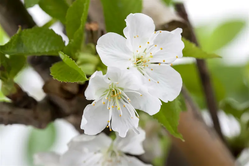 prunus avium 16/18 - afbeelding 4