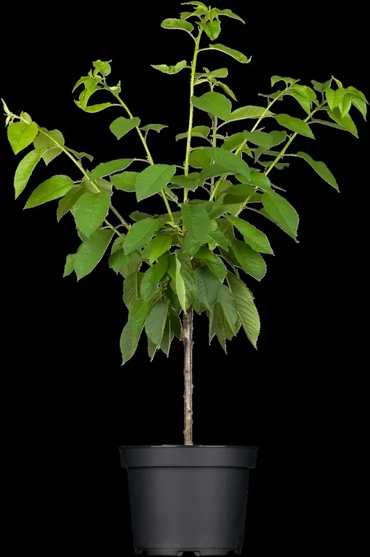 prunus avium (175-200 cm) - afbeelding 2