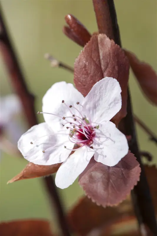 prunus cer. 'nigra' - afbeelding 5