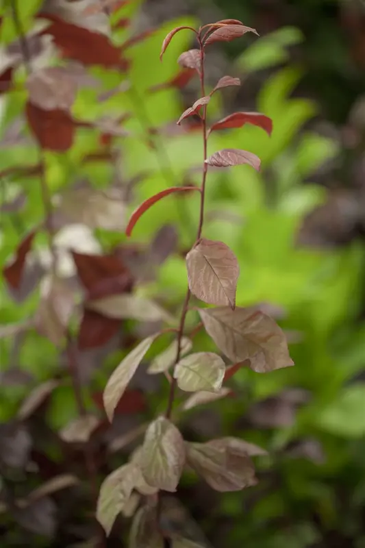 prunus cer. 'nigra' 16/18 - afbeelding 3