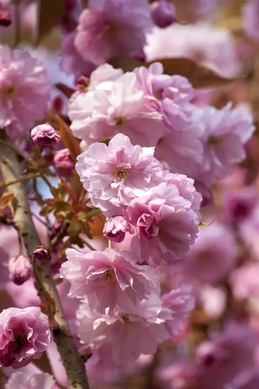 prunus hybr. 'accolade' 14/16 - afbeelding 2