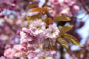 prunus hybr. 'accolade' 14/16 - afbeelding 1