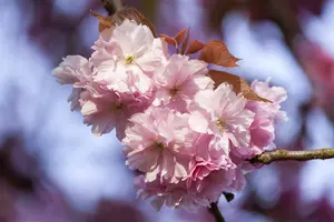 prunus hybr. 'accolade' 14/16 - afbeelding 5