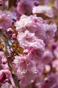 prunus hybr. 'accolade' 18/20 - afbeelding 2