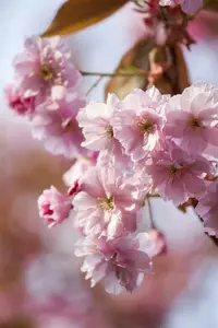 prunus hybr. 'accolade' 20/25 - afbeelding 4