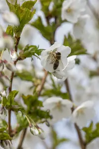 prunus hybr. 'umineko' 14/16 - afbeelding 1