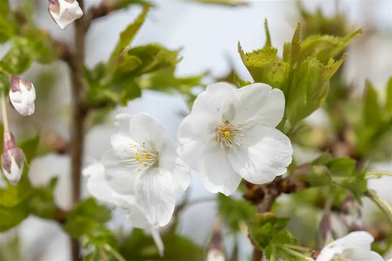 prunus hybr. 'umineko' 14/16 - afbeelding 2