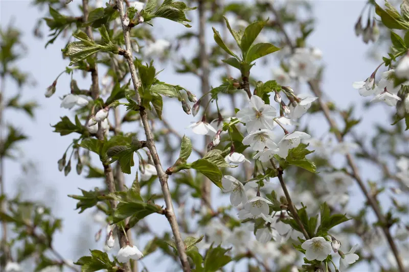 prunus hybr. 'umineko' 14/16 - afbeelding 3