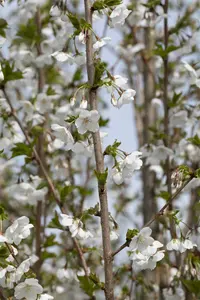 prunus hybr. 'umineko' 18/20 - afbeelding 5