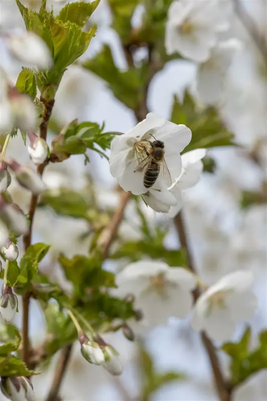 prunus hybr. 'umineko' 20/25 - afbeelding 1