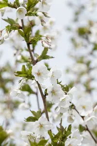 prunus hybr. 'umineko' 20/25 - afbeelding 4