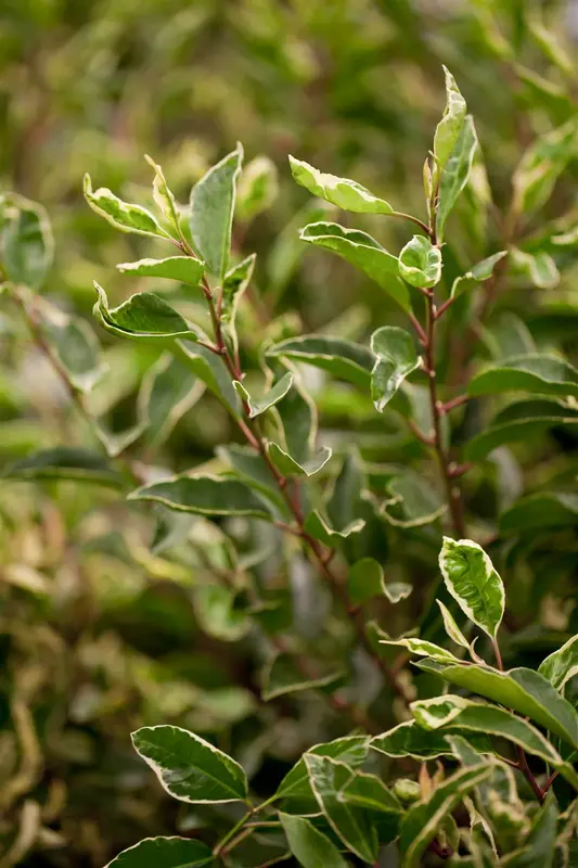 prunus lusitanica 'variegata' (60- 80cm) - afbeelding 2