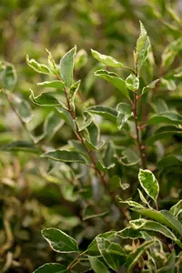 prunus lusitanica 'variegata' (60- 80cm) - afbeelding 2