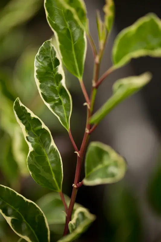 prunus lusitanica 'variegata' (60- 80cm) - afbeelding 3