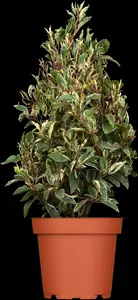 prunus lusitanica 'variegata' (60- 80cm) - afbeelding 1