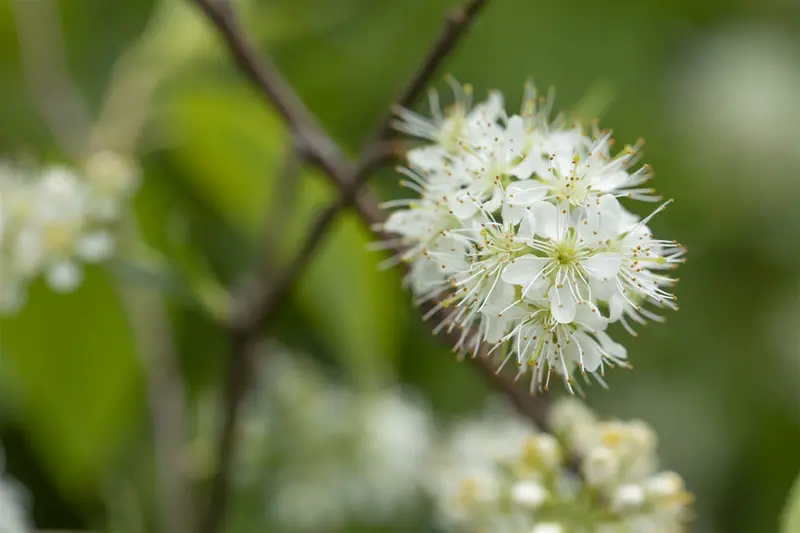 prunus maackii 'amber beauty' 8/10 - afbeelding 1