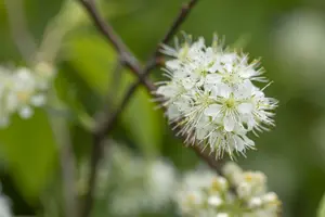 prunus maackii 'amber beauty' 8/10 - afbeelding 1