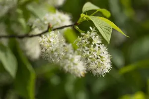 prunus maackii 'amber beauty' 8/10 - afbeelding 2