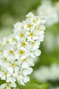 prunus padus 10/12 - afbeelding 1