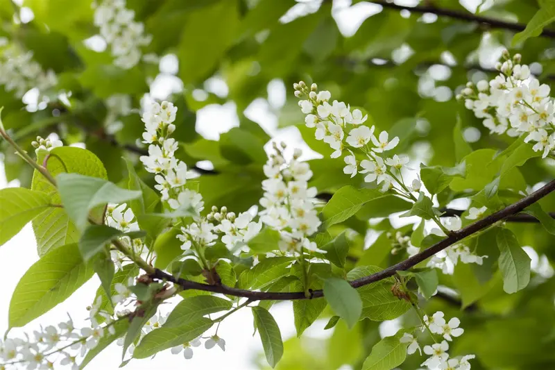 prunus padus 10/12 - afbeelding 3