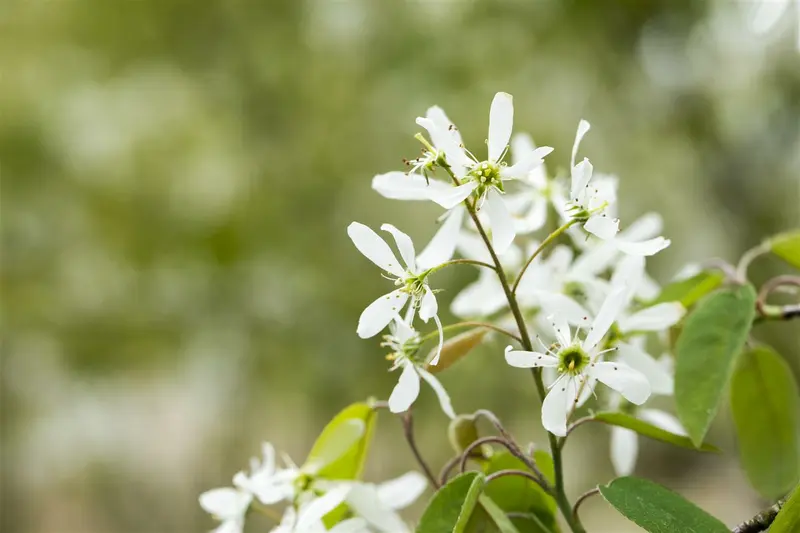 prunus padus 8/10 - afbeelding 4