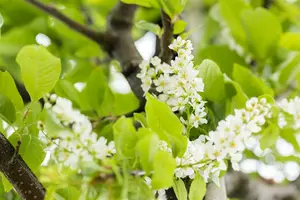 prunus padus 'watereri' ( 'grandiflora') (HOcm)