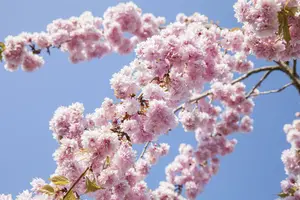 prunus sargentii (HOcm) - afbeelding 1