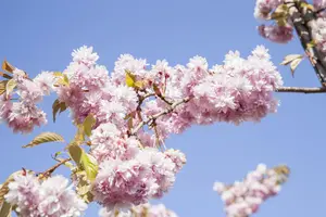 prunus sargentii (HOcm) - afbeelding 2