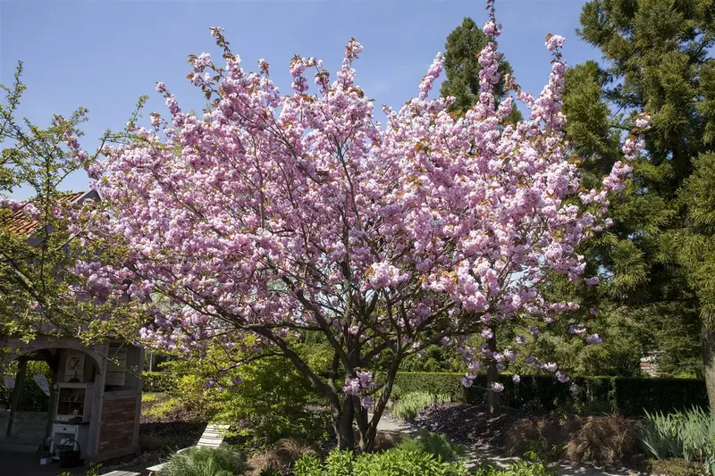 prunus sargentii (HOcm) - afbeelding 3