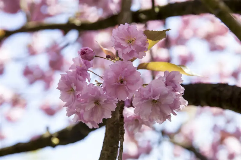 prunus sargentii (HOcm) - afbeelding 4