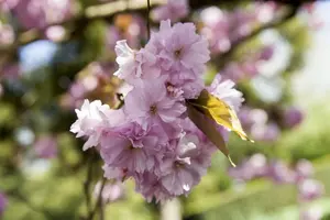 prunus sargentii (HOcm) - afbeelding 5